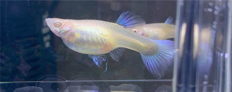 孔雀鱼和什么鱼能混养