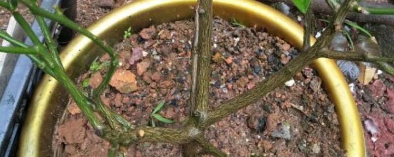 盆栽桔子什么时候剪枝