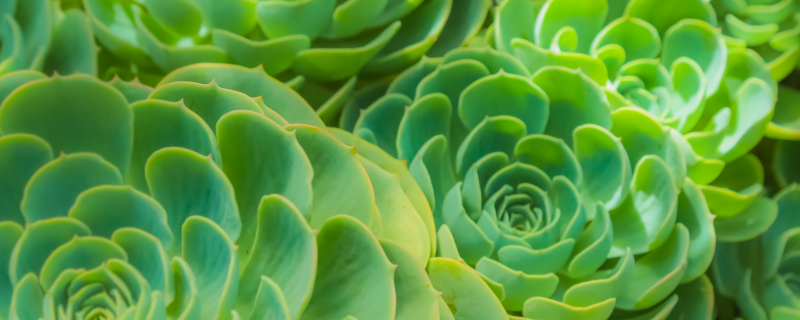 冬天多肉多久浇一次水