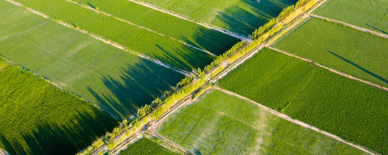 新疆的农业主要分布在