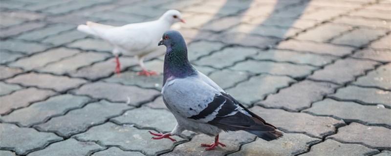 鸽子平常预防喂什么药
