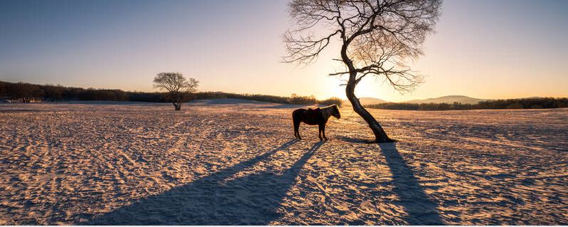 马怎么过冬的