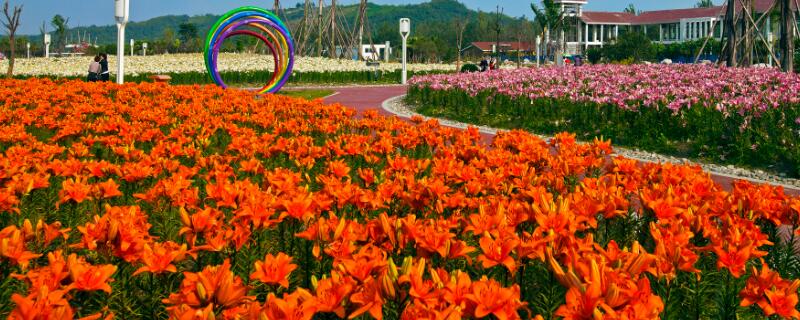 百合花的特点有什么