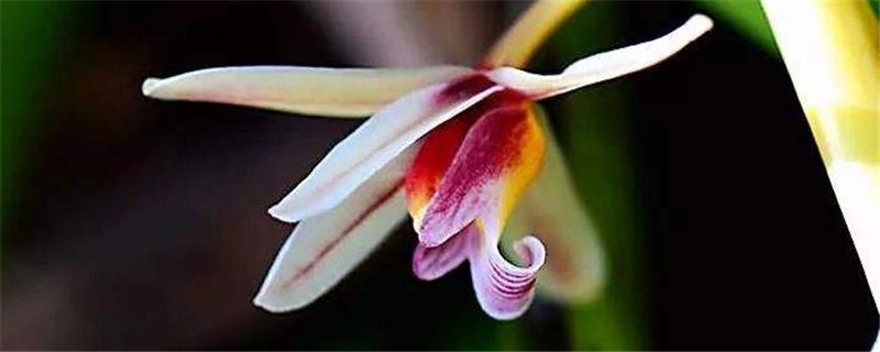 种植纹瓣兰要注意事项