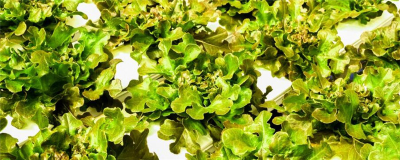 种植蔬菜的注意事项