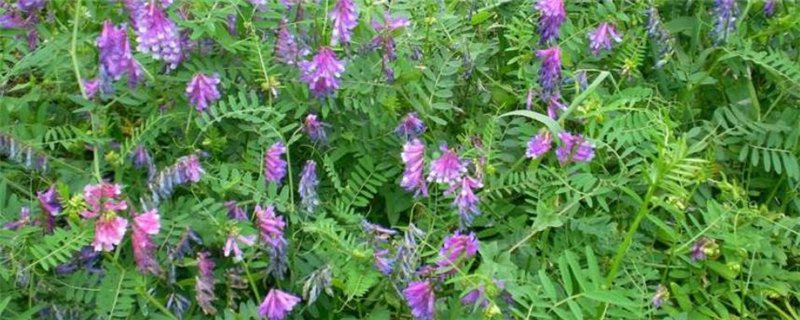 豆科是果实还是种子