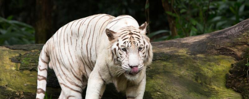 老虎的繁殖情况