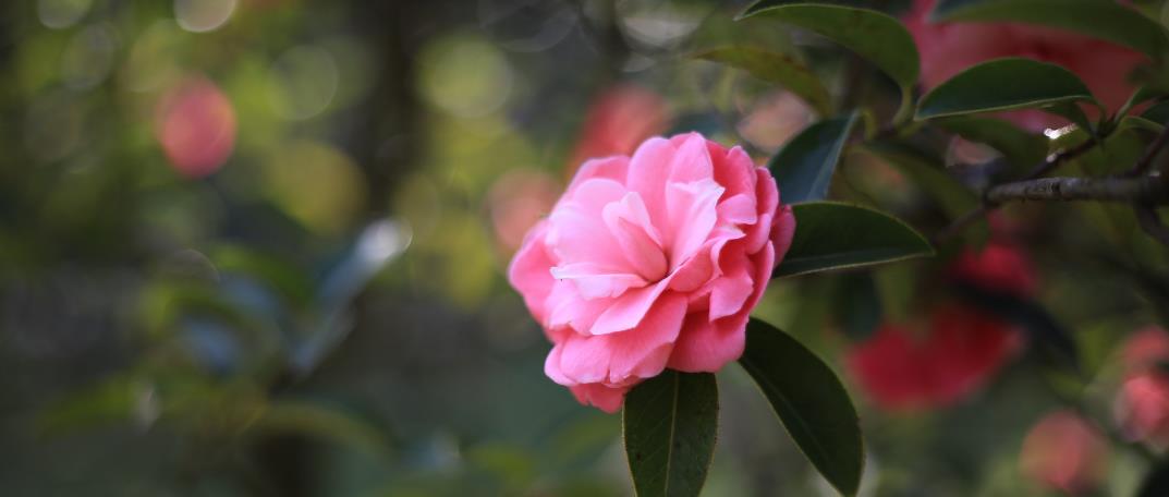 茶梅种植养护注意事项