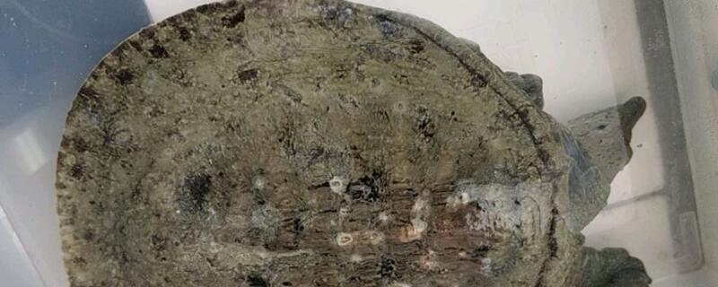 老鼋是什么动物