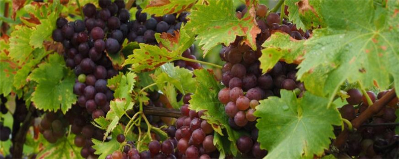 葡萄什么时候打保花保果药