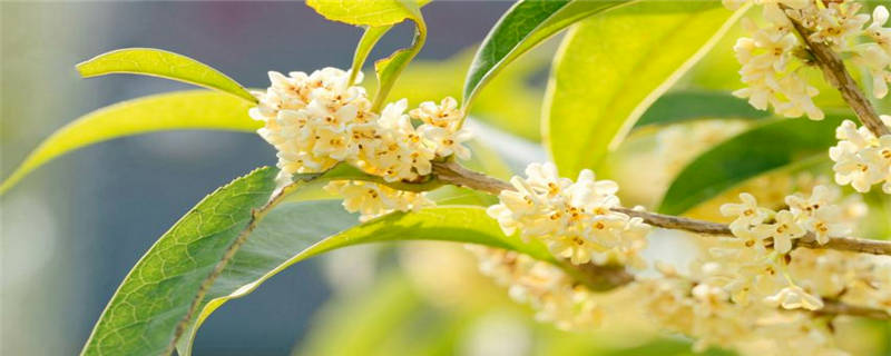 桂花树种植的注意事项 农村致富经