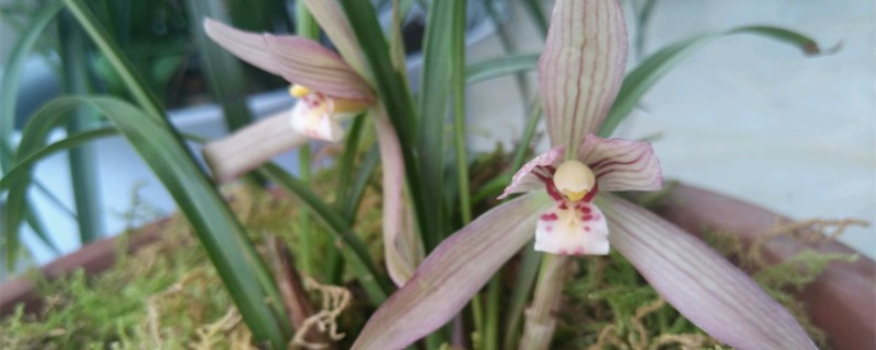 兰花栽培技术