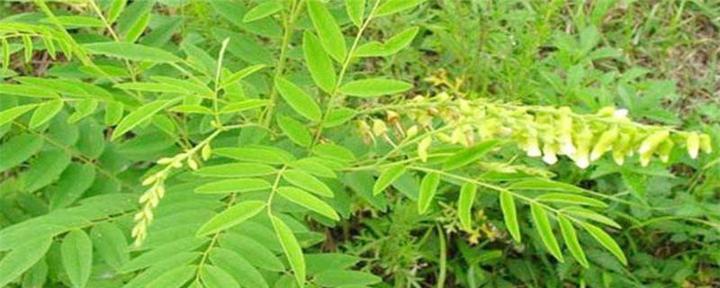 苦参种植管理注意事项