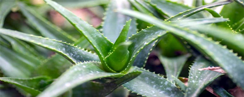 芦荟是什么植物