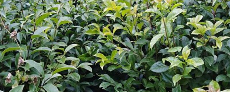 冬青是怎么过冬的