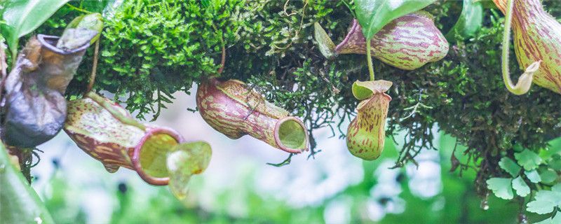 猪笼草怎么过冬