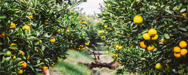 柑桔园用什么农药清园