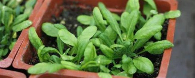 拟南芥种植的注意事项