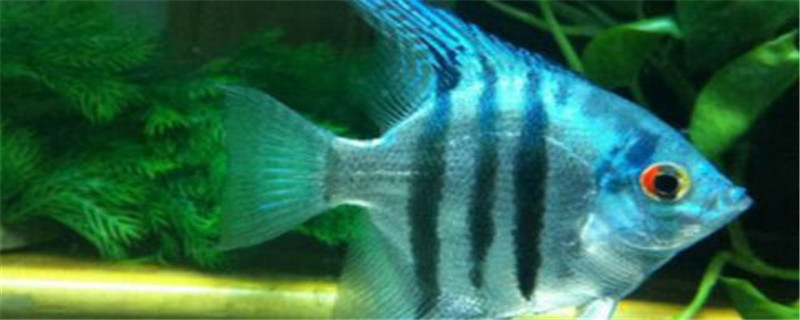 神仙鱼吃什么颗粒饲料