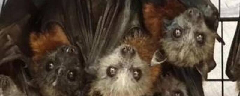 蝙蝠害怕什么气味