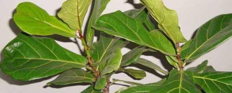 琴叶榕的养殖方法