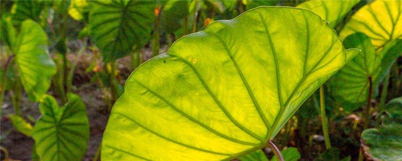 香芋种植技术与管理季节