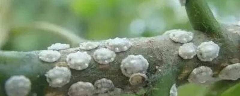 介壳虫怕什么植物