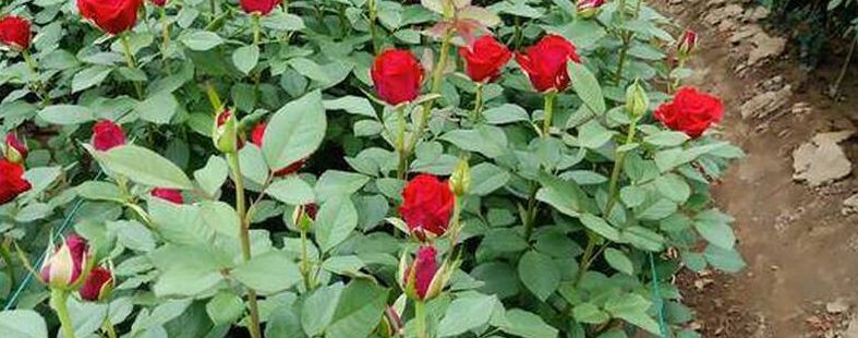 月季苗种植注意事项