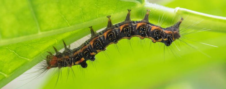 毛毛虫最怕什么气味