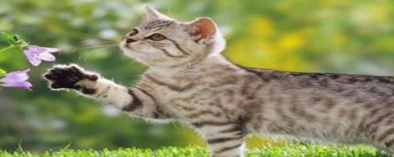 小猫是怎么过冬的