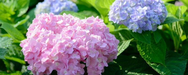 绣球花怎么施肥