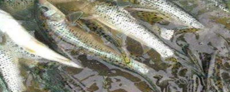 花骨鱼能长多大