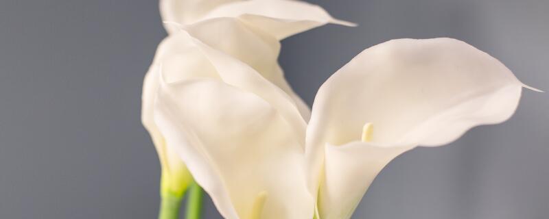 马蹄莲怎么施肥