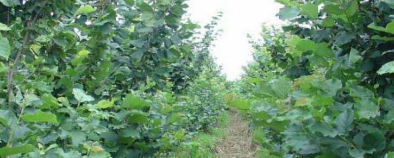 榛子树种植注意事项