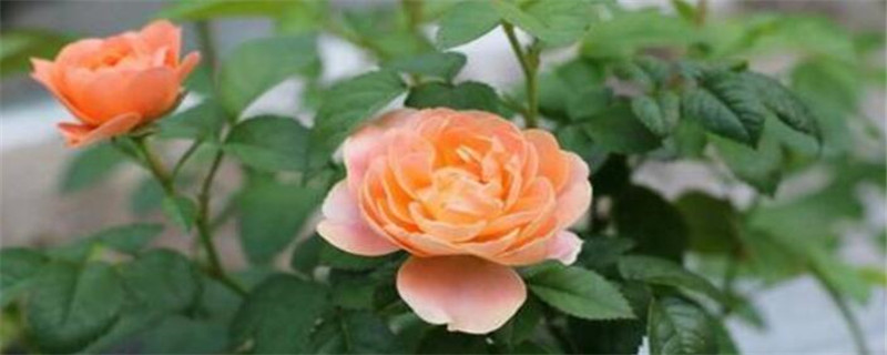 阳台月季种植注意事项