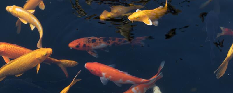室外金鱼过冬怎么