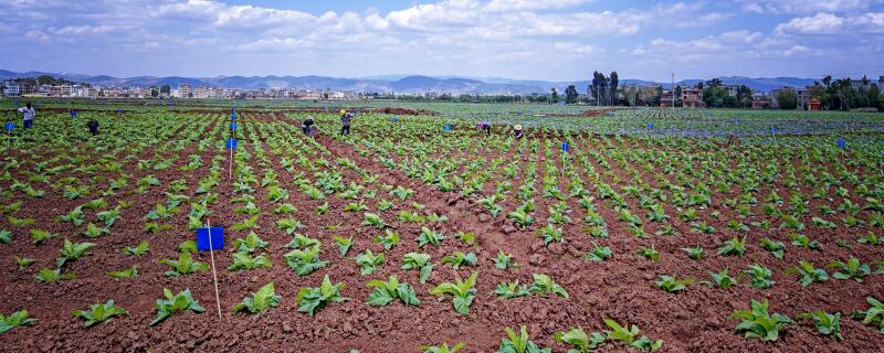 烟草猝倒病用什么农药