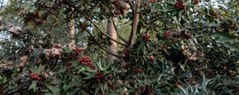 八角刺树种植注意事项