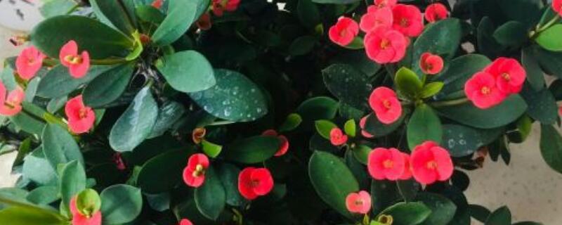 虎刺梅种植注意事项