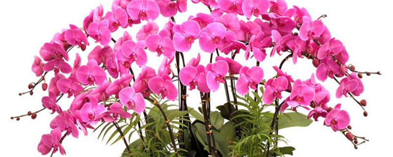 种植蝴蝶兰注意事项