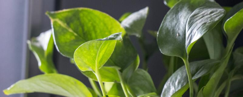 绿萝土培多久浇一次水