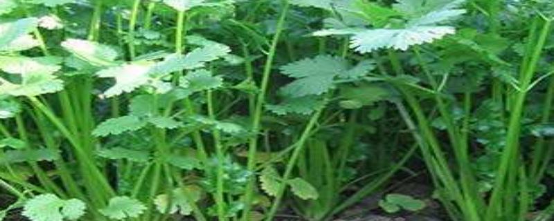 怎么种香菜出苗快