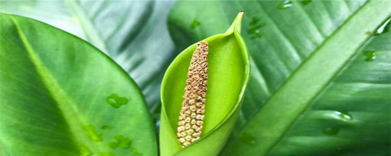 种植万年青注意事项