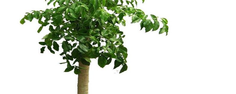 幸福树多久浇一次水好