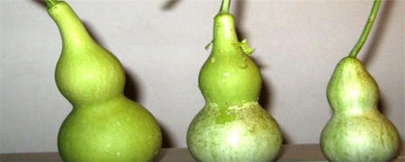 亚腰葫芦什么时候成熟
