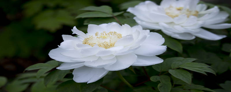 牡丹花的特点是