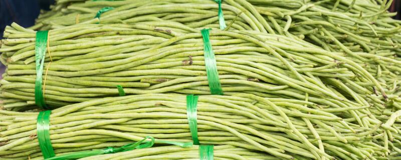 豆角生虫用什么药防治
