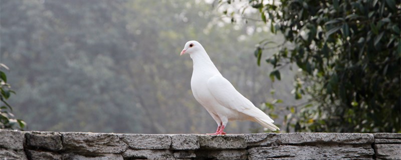 鸽子孵蛋期间注意什么