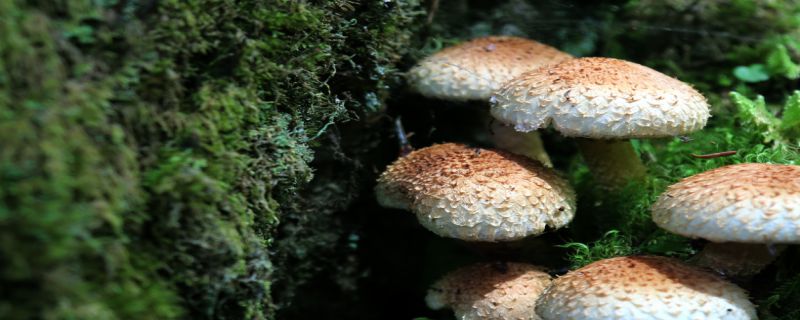 蘑菇是一种真菌吗