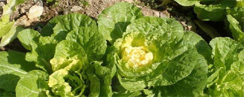 白菜用什么农药